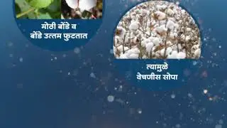 Rasi Cotton   Digital Leaflet   Magic   Marathi 20 June 2020