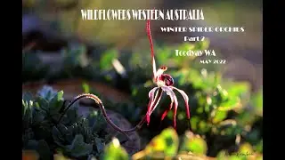 Winter Spider Orchids  Part 2 Bejoording Rd Toodyay  Wildflowers Western Australia Joanne Sharpe