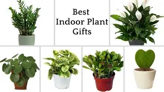 12 Best Houseplants Gifts | Indoor Plant Gifts for Every Occasion | Beautiful Houseplants