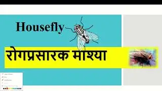Housefly | माशी