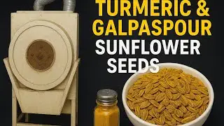 Roasting Sunflower Seeds with Turmeric & Golpar (Persian Flavor) 🌻✨