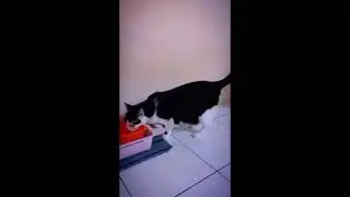 Balik subcut Ke14 | Kesian princess sejam keluar balik dahaga sangat. Dua punggung kena cucuk 🥲