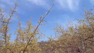 Вечный сад. 90-летний кизил.