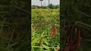 State flower of Tamil Nadu🌺🥀🌷