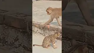 cat vs monkey | #shorts |
