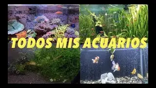 ASI VAN MIS ACUARIOS||||||😉👌🐟🐠🐡
