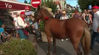 Une mule affolée blesse cinq personnes à Ruoms (Ardèche)
