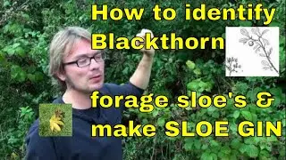 Tree id: How to forage sloe berries & make sloe gin (Blackthorn - Prunus spinosa)
