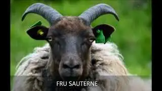 Sauene på sauen.no