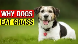 Why Do Dogs Eat Grass? #Funniest #dogs #Cats