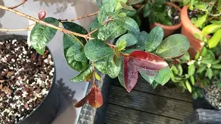 Lilly Pilly ( Syzygium Smithii ) final update of the year, confirming that the embryo fruits dropped