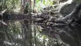 Costa Rica oerwoud jungle Q