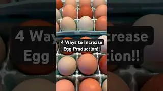 🐓🥚 4 Ways to INCREASE Egg Production! #chickens #eggs #homesteading #chickeneggs