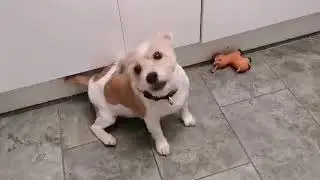 Here's a little clip of my dog hope he makes you smile