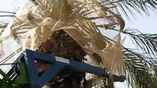 Harvesting Medjool dates by shaking