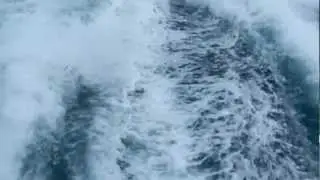 Dolphins in the Bay of Islands, New Zealand