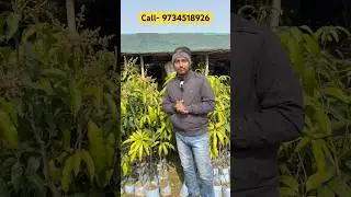 5 Feet Dok mai Mango Plant | Multiple Branches | Dok Mai Mango Tree | All Time Dok Mai Mango Plant