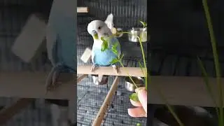 Parrot eating Common chickweed plant