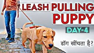 Puppy Training Day 4 : Stop Puppy or Dog Leash Pulling in Just 15 Minutes !! (in Hindi)