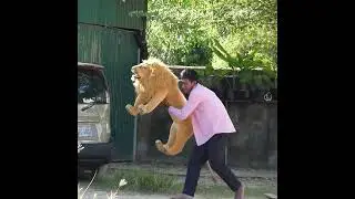 Dog prank with lion toy