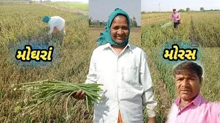 Dungali Ma Moghra Bhangya||ડૂંગળી મા મોઘરા ભાંગ્યા||Shanti Vanita Vlogs||