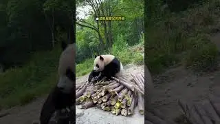🐼Panda's First World Problem Choosing the Perfect Bamboo Shoot from 40+ Stems! #panda #cute  #funny