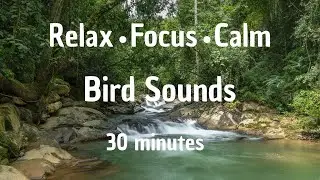 Bird Sounds for Meditation, Relax, Study, Sleep & Find Inner Peace | Nature Sounds | 30 Minutes