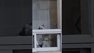 Mom ur window needs cleaning! 😅 #catnippets #funnycatvideo #tyladance #adoptstrays