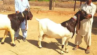 Pateri Goats |Documentary |interview of Owner