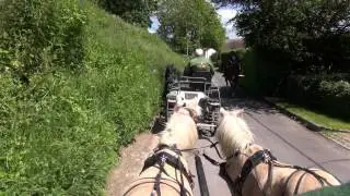 Putting ponies back in harness after a break from carriage driving | Palomino shetland pair.