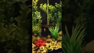 Tiger Barb #music #newsong #albino #fishtank #aquarium #bard #barbfish #tigerbarb #tigerbarbs