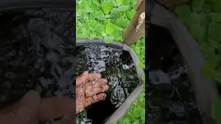 Cria&ccedil;&atilde;o de guppys em caixa de alto ciclante ! ( sem bomba de filtragem e oxigena&ccedil;&atilde;o)