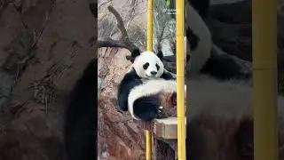 The soft and plump Mei Qing Guifei, I'm so afraid she'll fall down.🐼#panda #pandalovers #cute