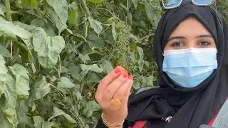 مزرعة سدرة الشمال 🌿🌴💚