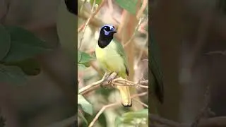 Green Jay Bird Song Video Nature Sounds
