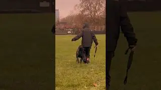 Black Malinois Demonstrates The Versatility Of The Contact Heel