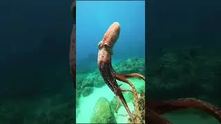 Octopuses Lose Their Minds After Mating 😳 | Nature&rsquo;s Strangest Ending 🐙