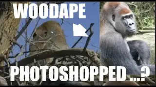 ДОКАЗАТЕЛЬСТВО: Фотография лесной обезьяны Ранчита НЕ БЫЛА обработана в Photoshop (ThinkerThunker)