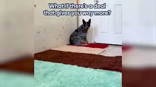 Say goodbye to muddy messes with Muddy Mat! 👋🐶 #shorts