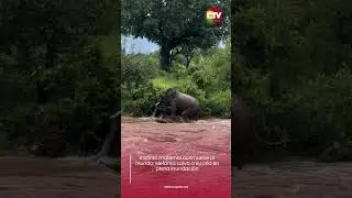 Instinto maternal conmueve al mundo: elefanta salva a su cr&iacute;a en plena inundaci&oacute;n