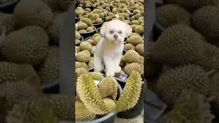 durian fruit what's inside fun surprise