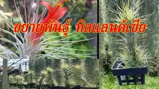 วิธีขยายพันธุ์ทิลแลนด์เซีย และการให้น้ำให้ปุ๋ย