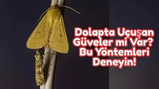 🦋 Evde G&uuml;ve Kelebeği Nasıl Yok Edilir? | Doğal ve Etkili 3 Y&ouml;ntem
