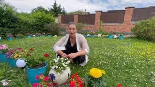 Cum arată grădina mea la sfârșitul lunii Iulie Plante cu flori