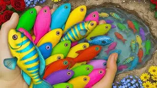 Mini aquarium fishes in my plot #koifish #goldfish #fishing #aquariumfish