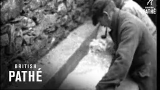 Sheep Dipping (1930-1939)