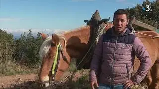 Pyr&eacute;n&eacute;es-Orientales : labour &agrave; cheval dans les vignes de  Paulille