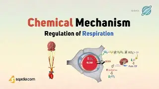 Regulation of Respiration | Chemical Mechanism