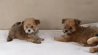 Teacup Yorkie x Maltipom Puppies!   7 Weeks Old!   Boys #1 and #3  January 24, 2025