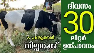 നിങ്ങളുടെ ഫാം വിജയിക്കാൻ ഇത്തരത്തിലുള്ള പശുക്കളെ കൊണ്ട് വരൂ |High breed Cows of Chinthamani area